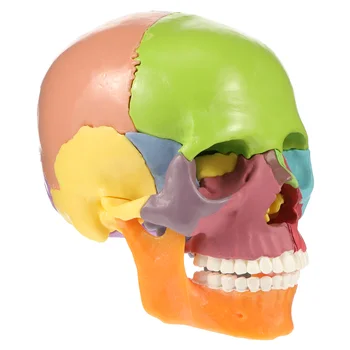 Imituota kaukolė Anatominė žmogaus anatomija Kūrybinė galvos dekoro darbalaukio kūno dalys