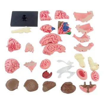 Žmogaus smegenų modelio anatominio modelio mokymas Med modelis su ekrano pagrindo spalvomis koduotomis arterijomis Smegenų 